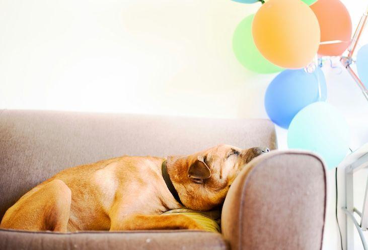 Dog sleeping on couch 